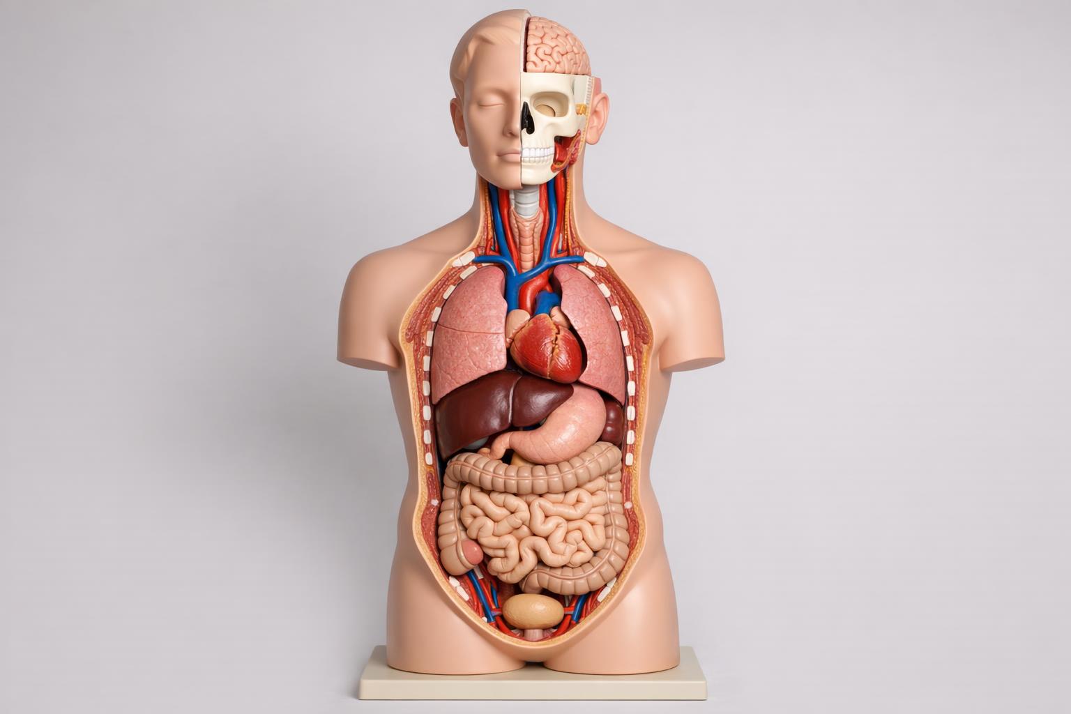 Model anatomiczny tułowia z widocznymi narządami (zdjęcie poglądowe)